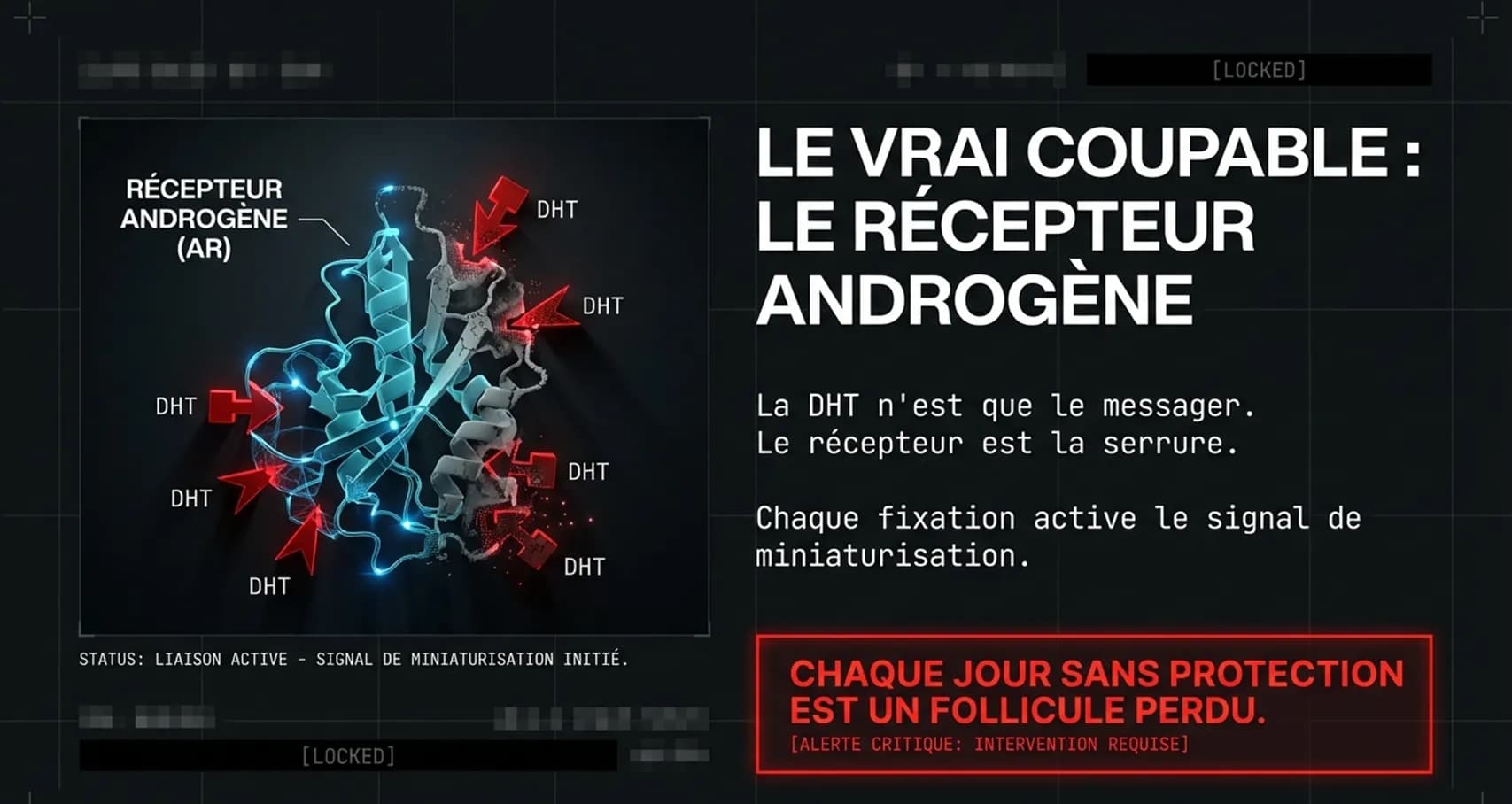 Le vrai coupable : le récepteur androgène